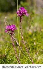 Attēlu rezultāti vaicājumam “Silene viscaria bud”