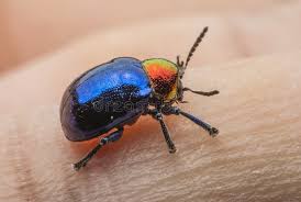 Attēlu rezultāti vaicājumam “Korynetes caeruleus”