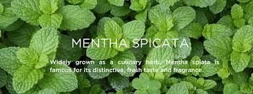 Attēlu rezultāti vaicājumam “Mentha spicata”
