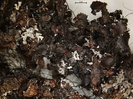 Attēlu rezultāti vaicājumam “Cetraria sepincola”