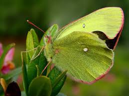 Attēlu rezultāti vaicājumam “Colias palaeno female”