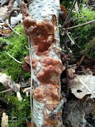 Attēlu rezultāti vaicājumam “Exidia repanda”