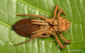 Attēlu rezultāti vaicājumam “exuvia”