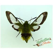 Attēlu rezultāti vaicājumam “Hemaris tityus”