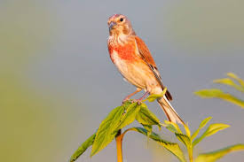 Attēlu rezultāti vaicājumam “Carduelis cannabina adult”