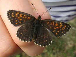 Attēlu rezultāti vaicājumam “Melitaea diamina underside”