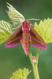 Attēlu rezultāti vaicājumam “Deilephila elpenor”