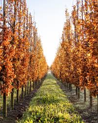 Attēlu rezultāti vaicājumam “Quercus robur Fastigiata”