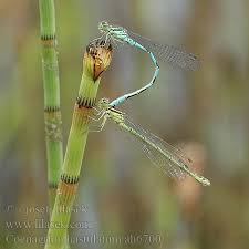 Attēlu rezultāti vaicājumam “Coenagrion hastulatum”