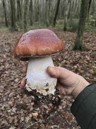 Attēlu rezultāti vaicājumam “Cortinarius praestans”