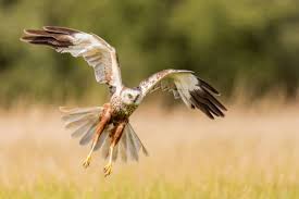 Attēlu rezultāti vaicājumam “Circus aeruginosus”