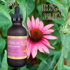 Attēlu rezultāti vaicājumam “Echinacea purpurea bud”