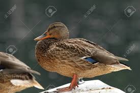 Attēlu rezultāti vaicājumam “Anas platyrhynchos female”