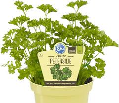 Image result for Petersilie