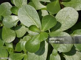 Attēlu rezultāti vaicājumam “Portulaca oleracea leaf”