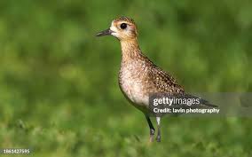 Attēlu rezultāti vaicājumam “Pluvialis apricaria”