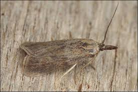 Attēlu rezultāti vaicājumam “Hypochalcia ahenella”