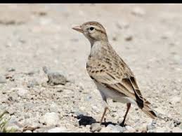 Image result for Calandrella brachydactyla