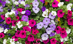 Image result for Petunia