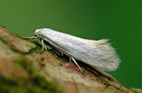 Attēlu rezultāti vaicājumam “Elachista argentella”