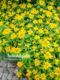 Attēlu rezultāti vaicājumam “Sedum aizoon”