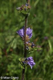 Attēlu rezultāti vaicājumam “Campanula cervicaria bud”