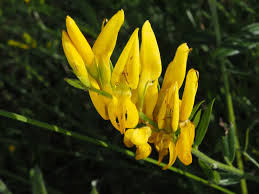 Image result for Genista tinctoria