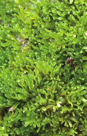 Attēlu rezultāti vaicājumam “Riccardia palmata”