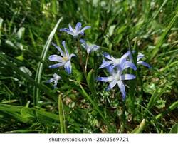 Attēlu rezultāti vaicājumam “Scilla luciliae”