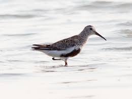 Attēlu rezultāti vaicājumam “Calidris alpina adult”