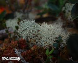 Attēlu rezultāti vaicājumam “Cladonia stellaris”