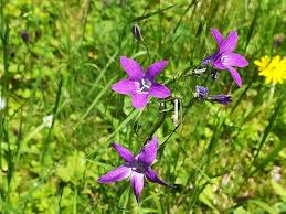Image result for Campanula patula