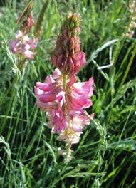 Image result for Onobrychis viciifolia