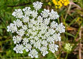 Image result for Daucus carota