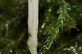 Attēlu rezultāti vaicājumam “Eocronartium muscicola”