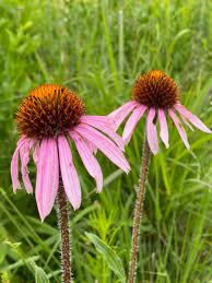 Image result for Echinacea angustifolia