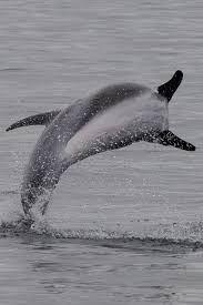 Image result for Lagenorhynchus albirostris