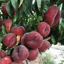 Attēlu rezultāti vaicājumam “Rosa subcanina fruit”