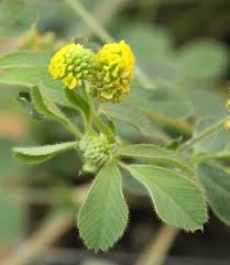 Attēlu rezultāti vaicājumam “Medicago lupulina bud”