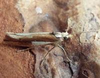 Attēlu rezultāti vaicājumam “Ypsolopha parenthesella”