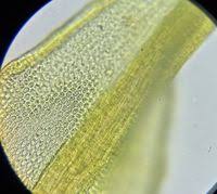 Attēlu rezultāti vaicājumam “Didymodon rigidulus”