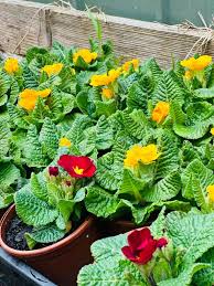 Image result for Primula malacoides