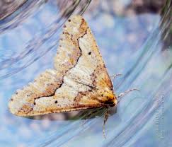 Attēlu rezultāti vaicājumam “Erannis defoliaria larva”