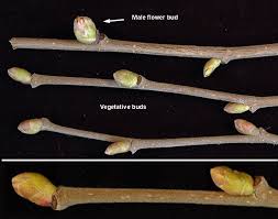 Attēlu rezultāti vaicājumam “Corylus avellana male flower”
