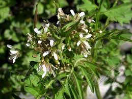 Attēlu rezultāti vaicājumam “Cardamine impatiens leaf”