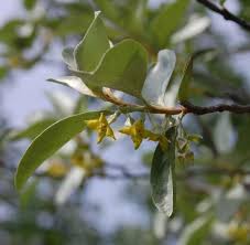 Attēlu rezultāti vaicājumam “Elaeagnus commutata”