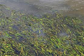 Attēlu rezultāti vaicājumam “Potamogeton lucens”