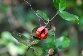 Attēlu rezultāti vaicājumam “Euonymus fruit”