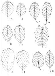 Attēlu rezultāti vaicājumam “Sorbus intermedia leaf”