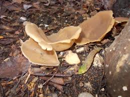 Attēlu rezultāti vaicājumam “Peziza varia”